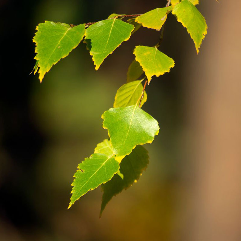 Birch