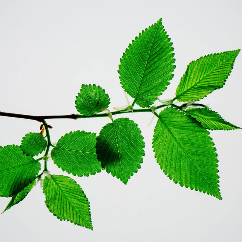 Elm