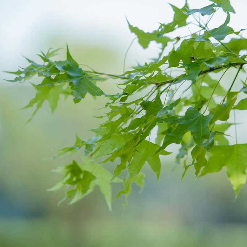Maple